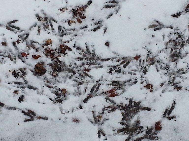 The Wolter Report: Why ice is good and a Bird Report