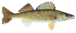 US Walleye Fishing Lakes