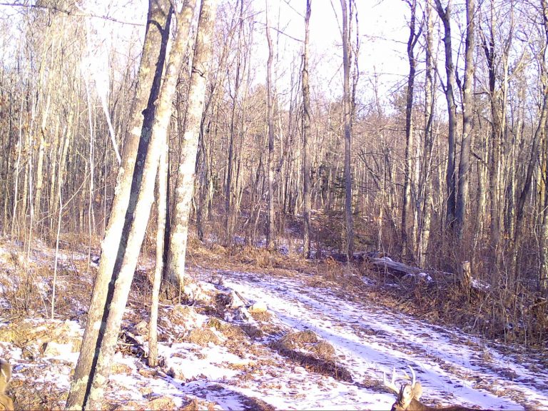 Trail Cam Images