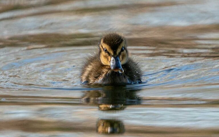 The Wolter Report: Do Northerns and Muskies Really Eat Ducklings?